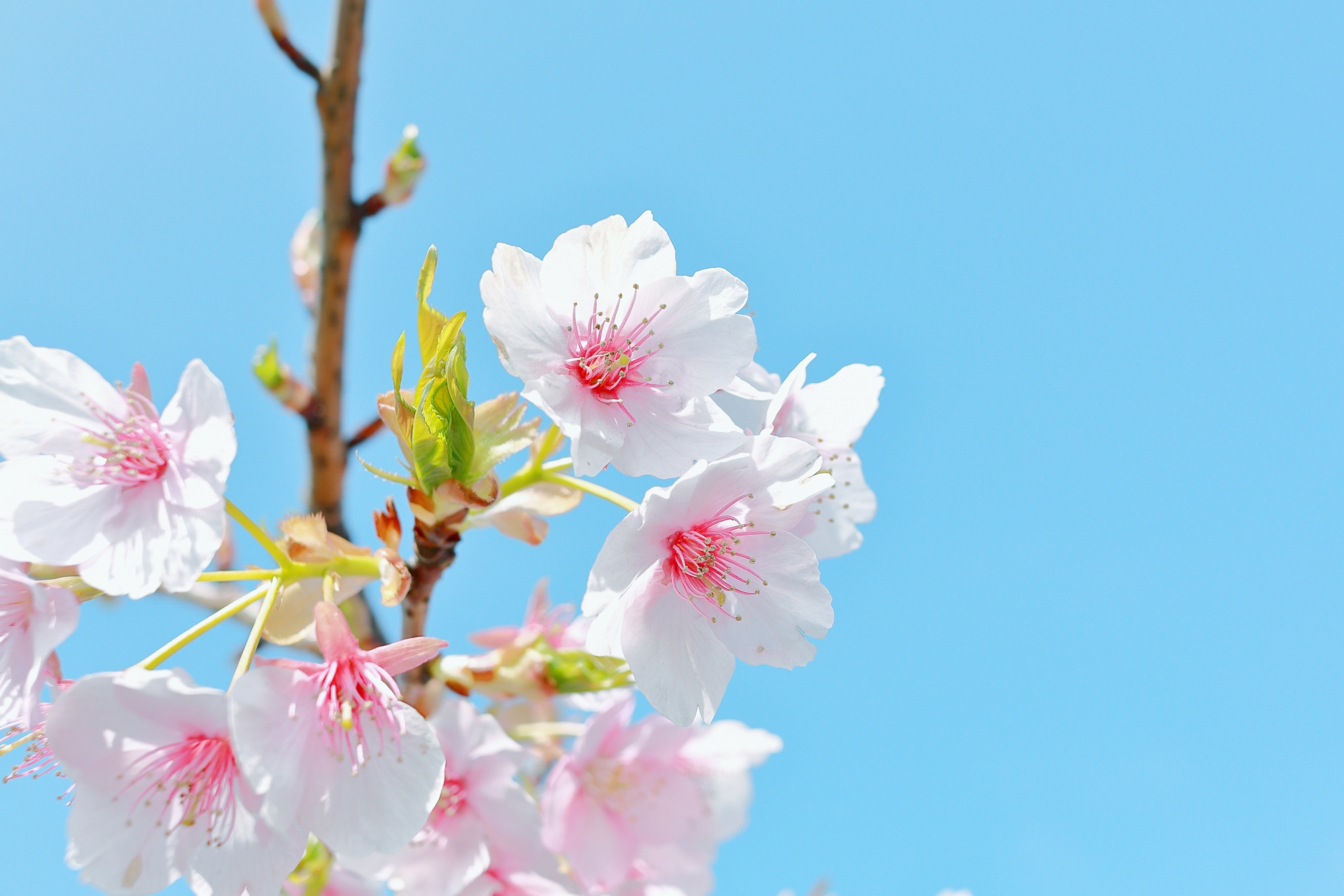 これはジンギスカンチェック06